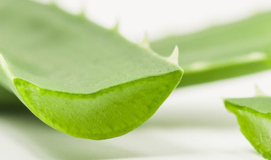 Let’s Dive Deep: Aloe Vera