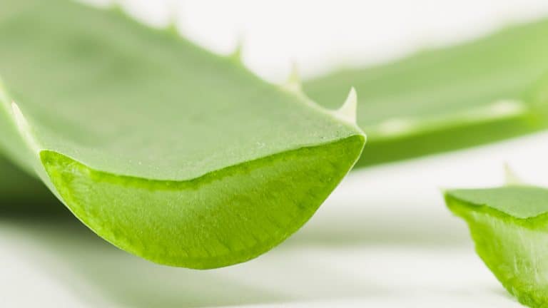 Close-up of an aloe vera leaf on a light background, highlighting its texture and color.